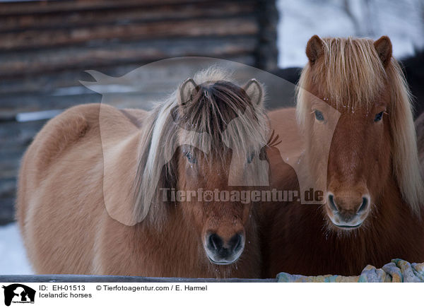 Islnder / Icelandic horses / EH-01513