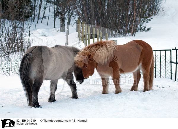 Islnder / Icelandic horse / EH-01519