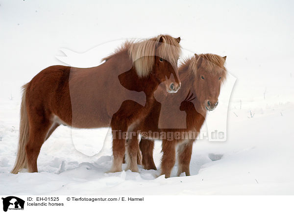 Islnder / Icelandic horses / EH-01525