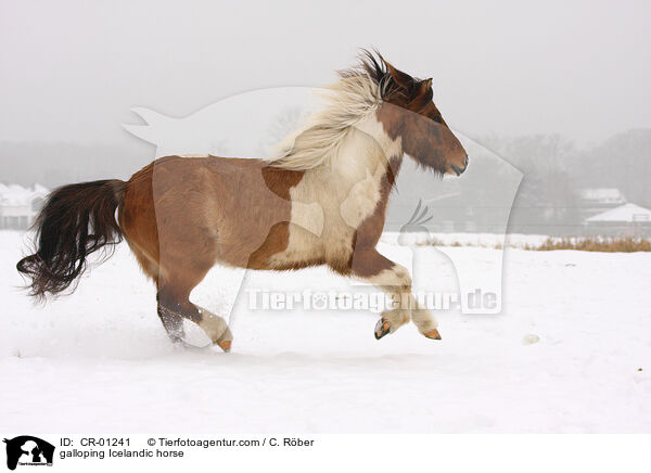 galoppierender Islnder / galloping Icelandic horse / CR-01241