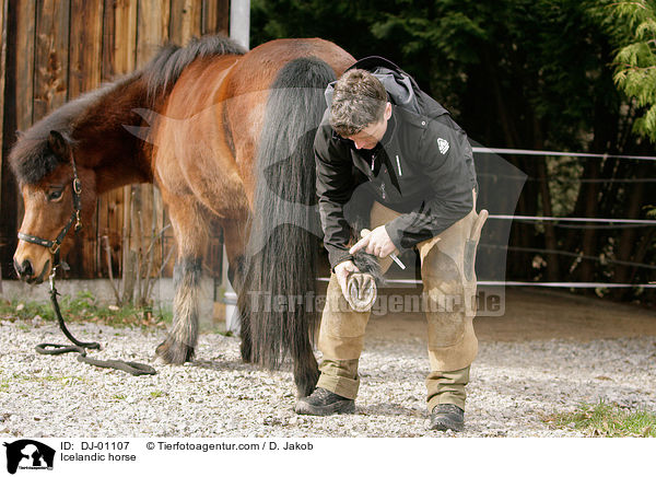 Islnder / Icelandic horse / DJ-01107