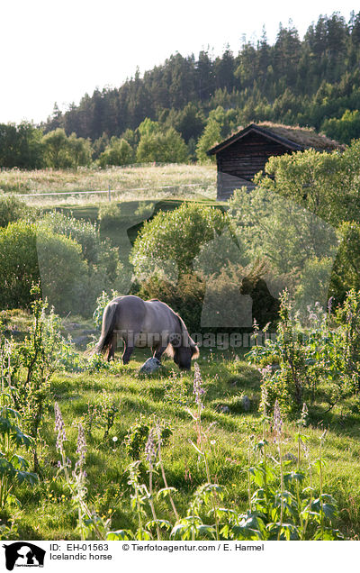 Islnder / Icelandic horse / EH-01563