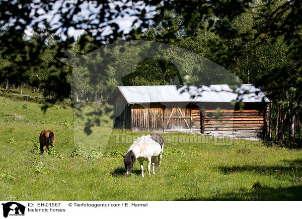 Islnder / Icelandic horses / EH-01567
