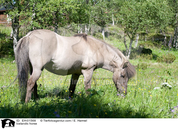 Islnder / Icelandic horse / EH-01568