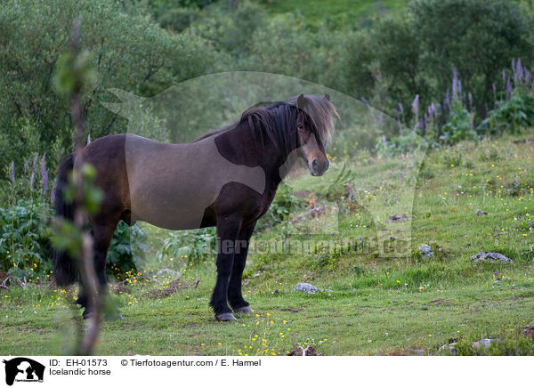 Islnder / Icelandic horse / EH-01573
