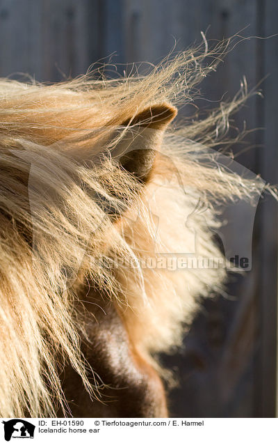 Icelandic horse ear / EH-01590