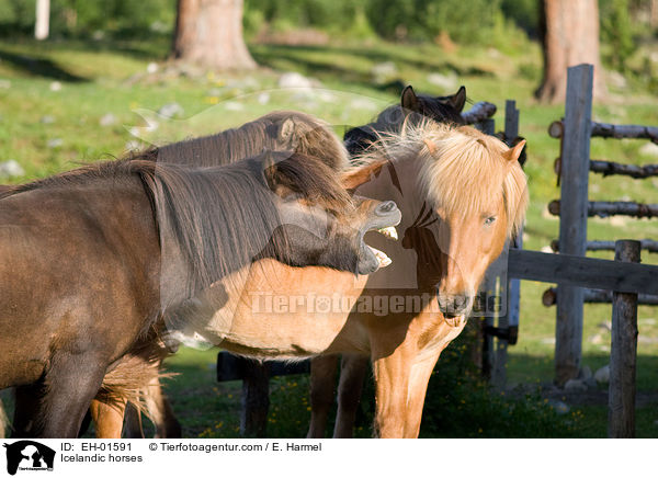 Islnder / Icelandic horses / EH-01591