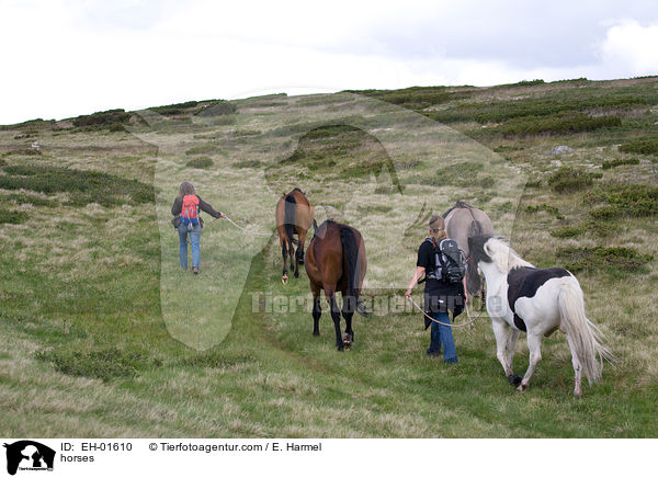 horses / EH-01610