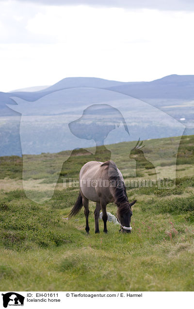 Islnder / Icelandic horse / EH-01611