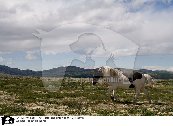 laufender Islnder / walking Icelandic horse / EH-01635