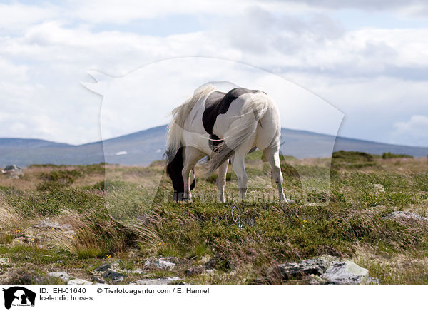 Islnder / Icelandic horses / EH-01640