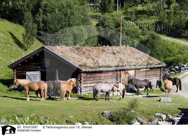 Islnder / Icelandic horses / EH-01647