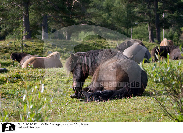 Islnder / Icelandic horses / EH-01652
