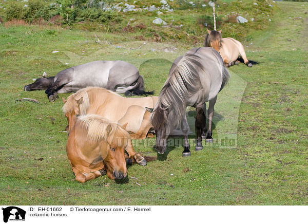 Islnder / Icelandic horses / EH-01662