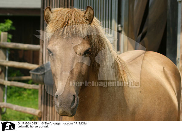 Islnder Portrait / Icelandic horse portrait / PM-04585