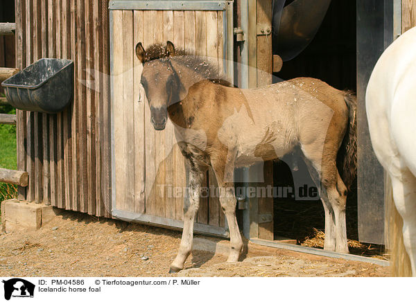 Islnder Fohlen / Icelandic horse foal / PM-04586