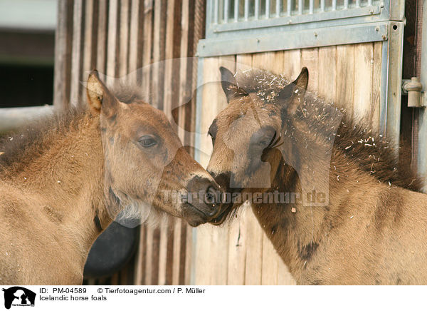 Islnder Fohlen / Icelandic horse foals / PM-04589