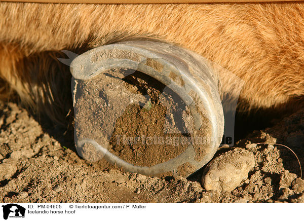 Islnder Huf / Icelandic horse hoof / PM-04605