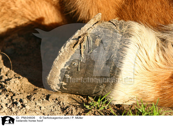 Islnder Huf / Icelandic horse hoof / PM-04606