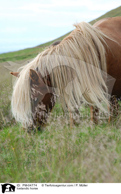 Islnder / Icelandic horse / PM-04774