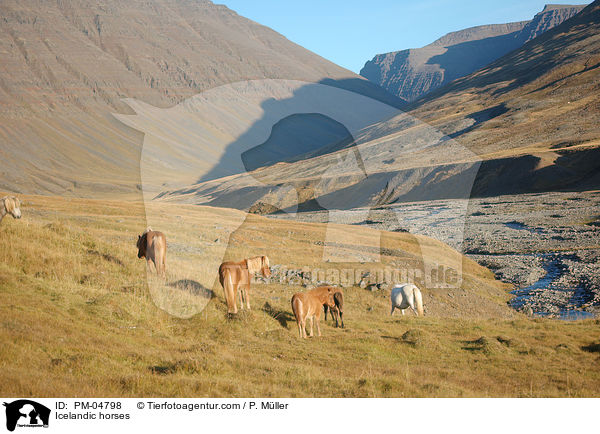 Islnder / Icelandic horses / PM-04798