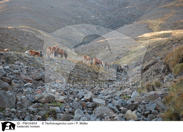 Icelandic horses / PM-04804