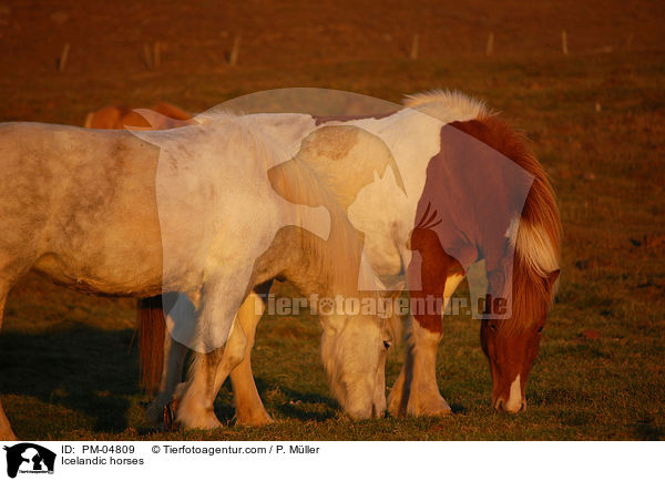 Islnder / Icelandic horses / PM-04809