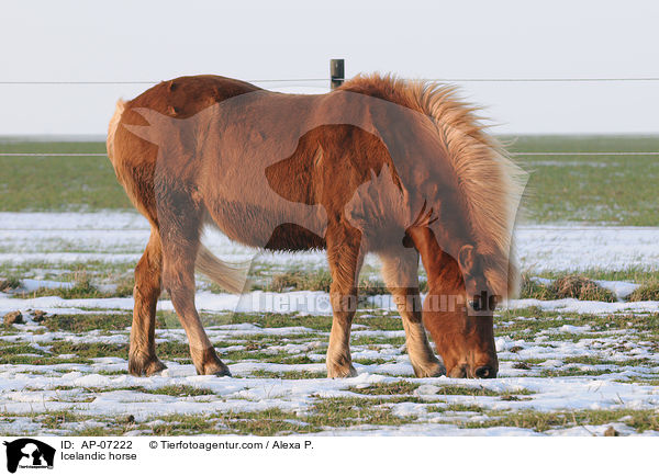 Islnder / Icelandic horse / AP-07222