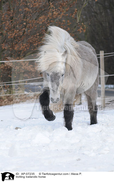 trabender Islnder / trotting Icelandic horse / AP-07235