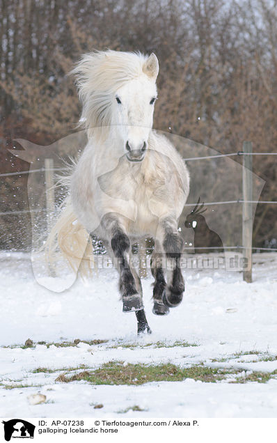 galoppierender Islnder / galloping Icelandic horse / AP-07238