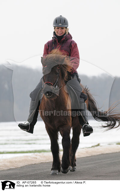 Ausritt mit Islnder / riding an Icelandic horse / AP-07265
