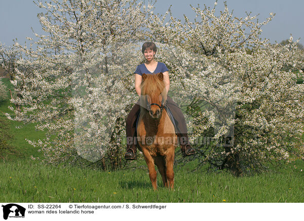 Frau reitet Islnder / woman rides Icelandic horse / SS-22264