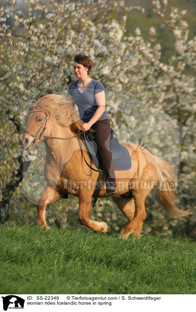 Frau reitet Islnder / woman rides Icelandic horse / SS-22346