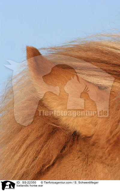 Icelandic horse ear / SS-22350