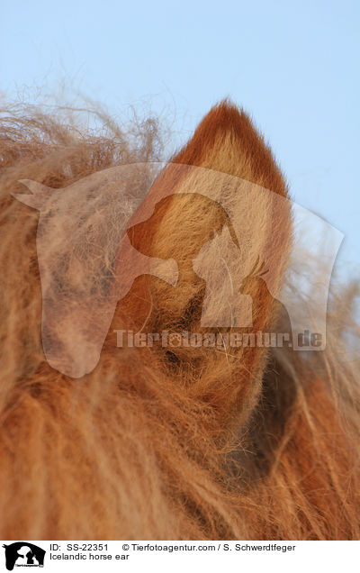 Icelandic horse ear / SS-22351