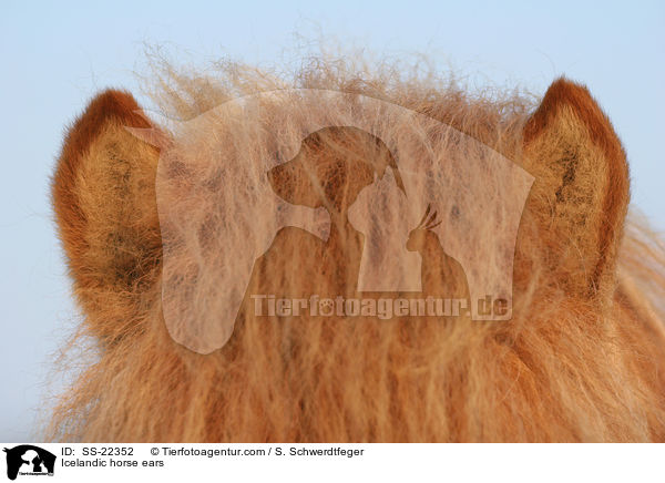 Icelandic horse ears / SS-22352