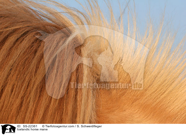 Islnder Mhne / Icelandic horse mane / SS-22361