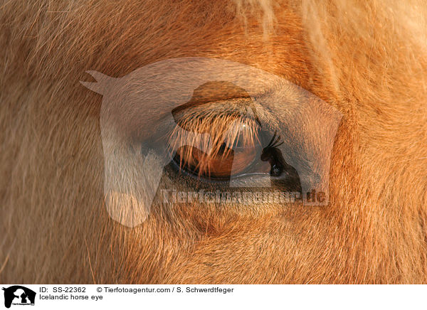 Icelandic horse eye / SS-22362