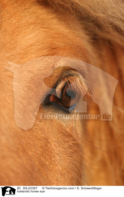 Islnder Auge / Icelandic horse eye / SS-22367