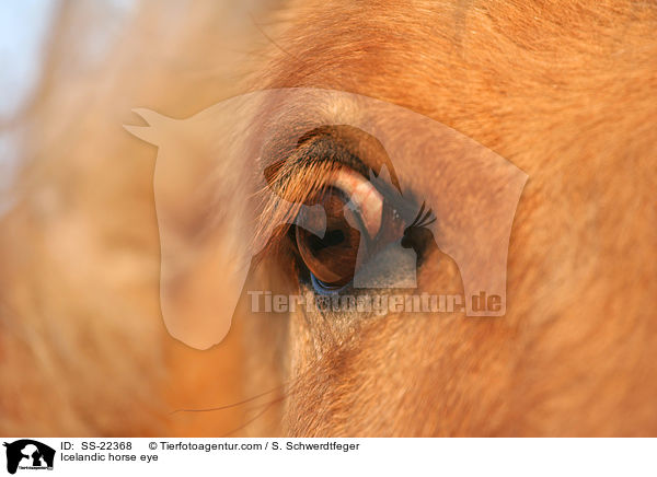 Icelandic horse eye / SS-22368