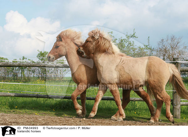 Islnder / Icelandic horses / PM-04993