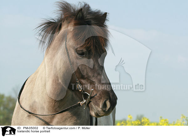 Islnder Portrait / Icelandic horse portrait / PM-05002