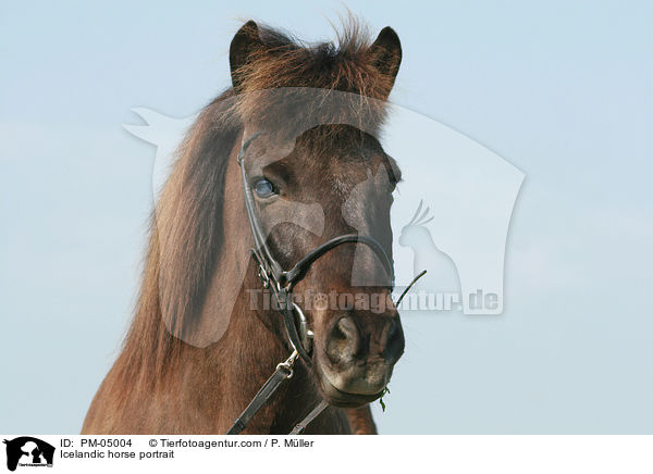 Islnder Portrait / Icelandic horse portrait / PM-05004