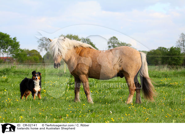 Islnder und Australian Shepherd / Icelandic horse and Australian Shepherd / CR-02141