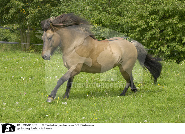 galoppierender Islnder / galloping Icelandic horse / CD-01863