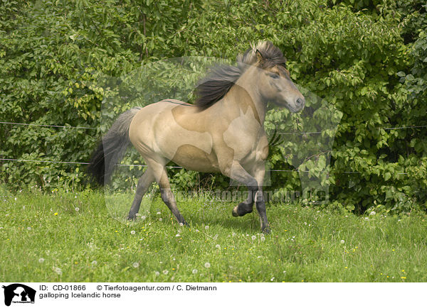 galoppierender Islnder / galloping Icelandic horse / CD-01866