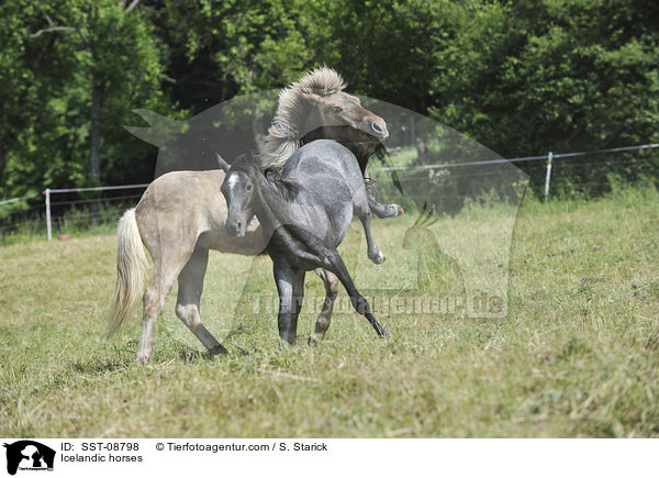 Islnder / Icelandic horses / SST-08798