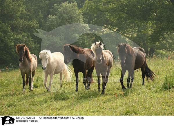 Icelandic horses / AB-02808