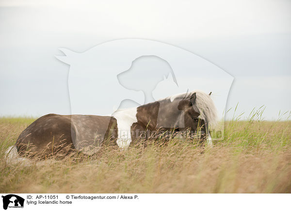 lying Icelandic horse / AP-11051