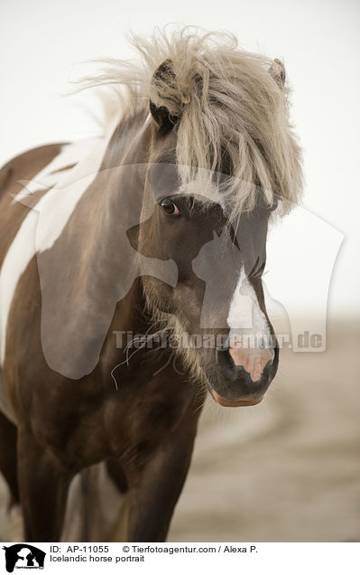 Icelandic horse portrait / AP-11055